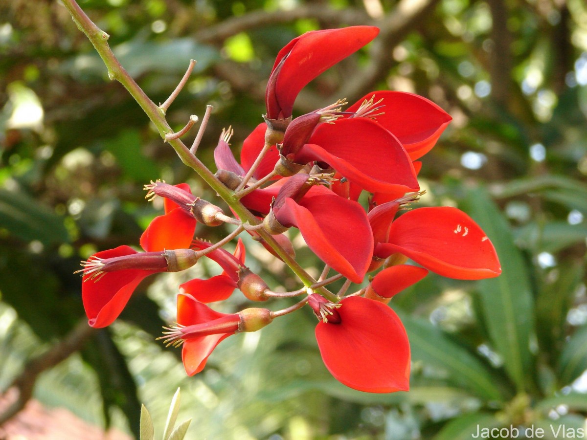 Erythrina crista-galli L.